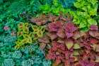 USA, Washington State, Sammamish. Coleus in planters in garden Art Print